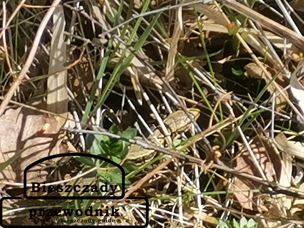 Bukowiec: Gdzie staje czas, a trawa jest niska – Twoje wczesnowiosenne odkrycia z Przewodnik Bieszczady